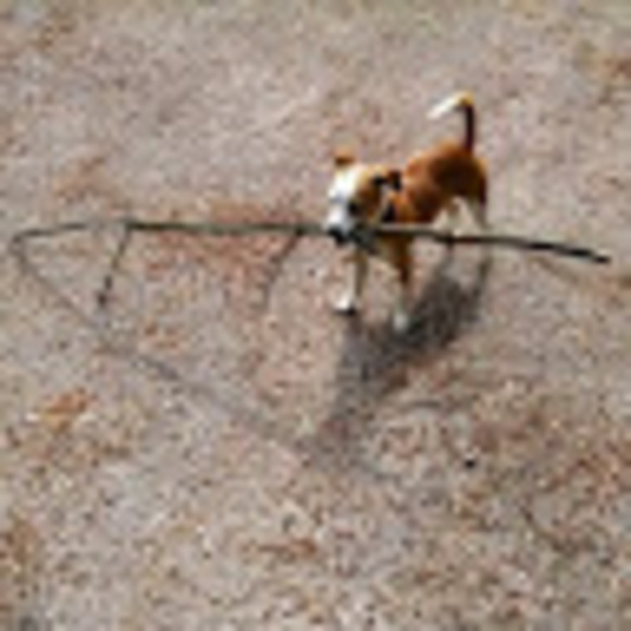 Meet your Posher, Nicole - Picture 1 of 1